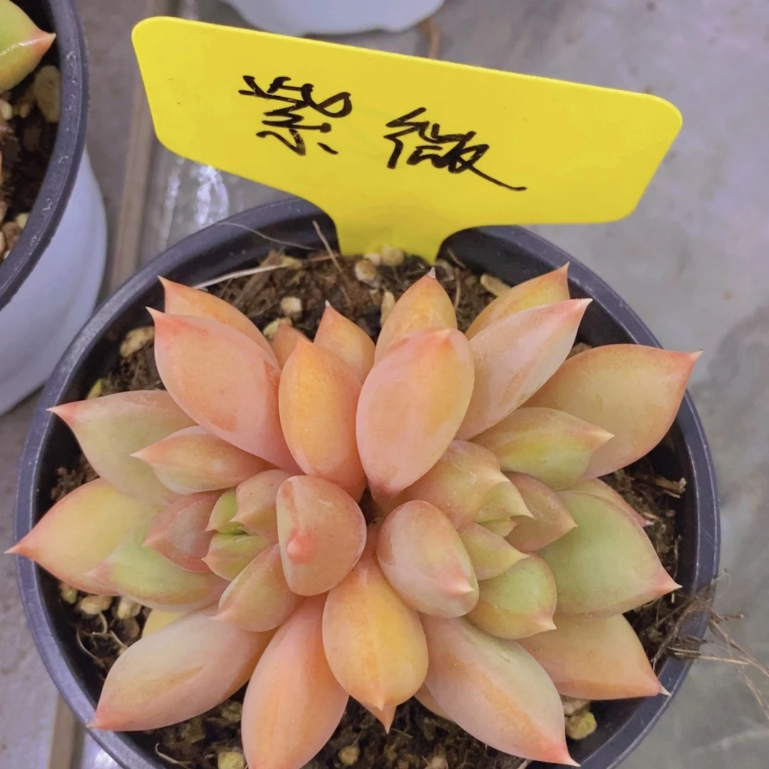 多肉植物，开心多肉