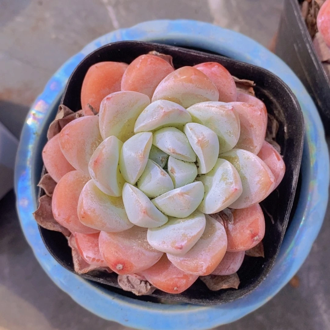 多肉植物，开心多肉