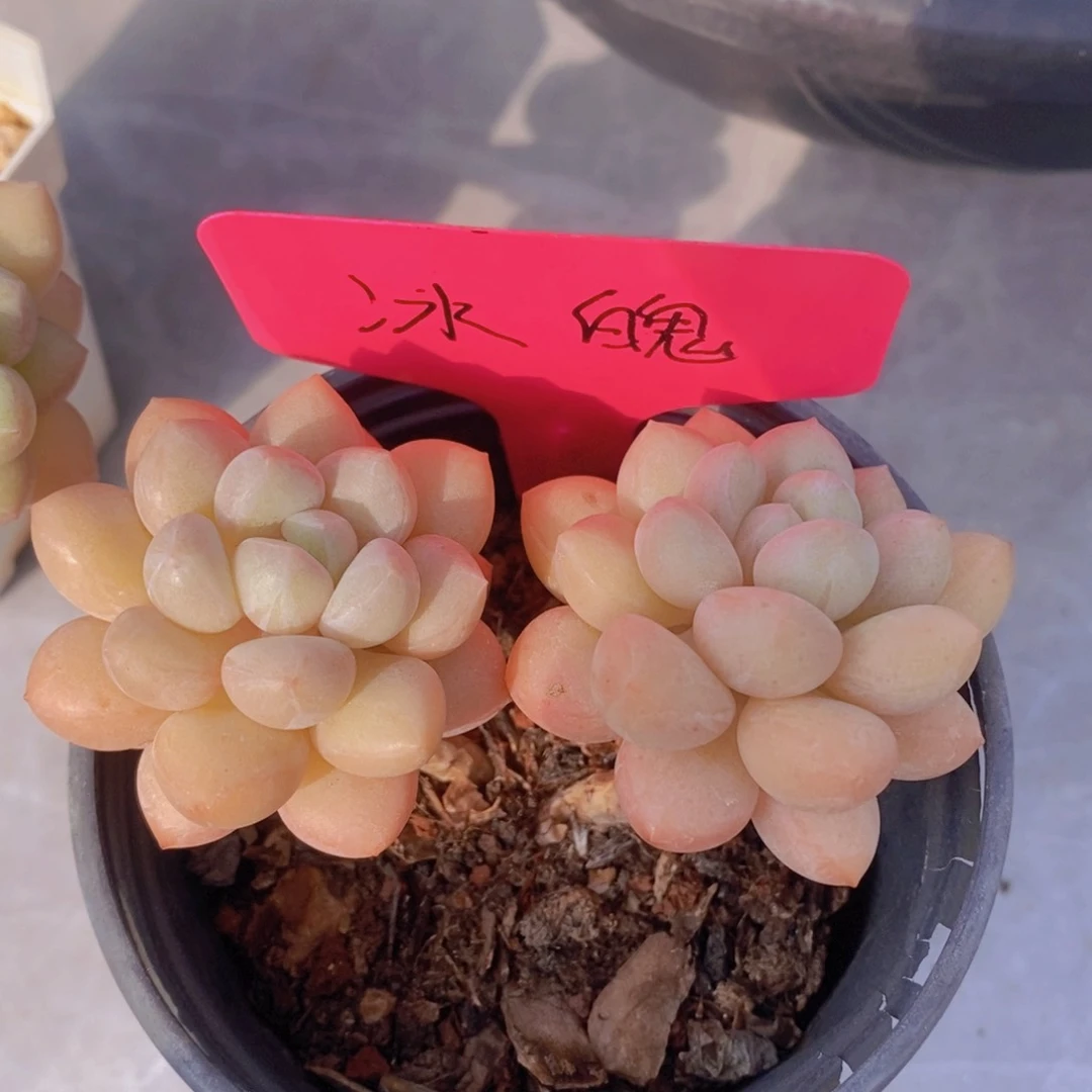 多肉植物，开心多肉