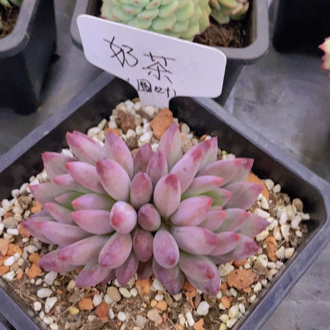 多肉植物，开心多肉