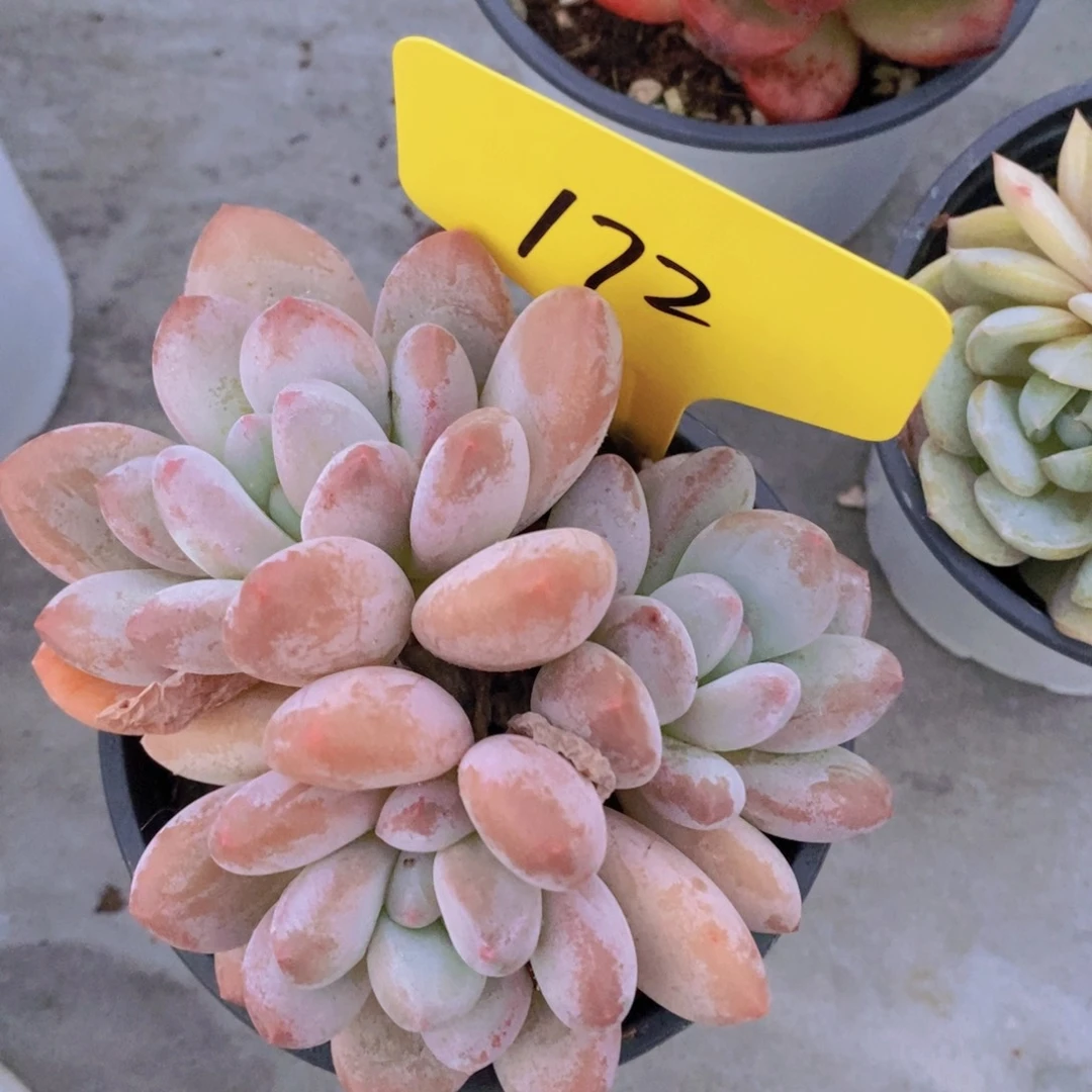 多肉植物，开心多肉