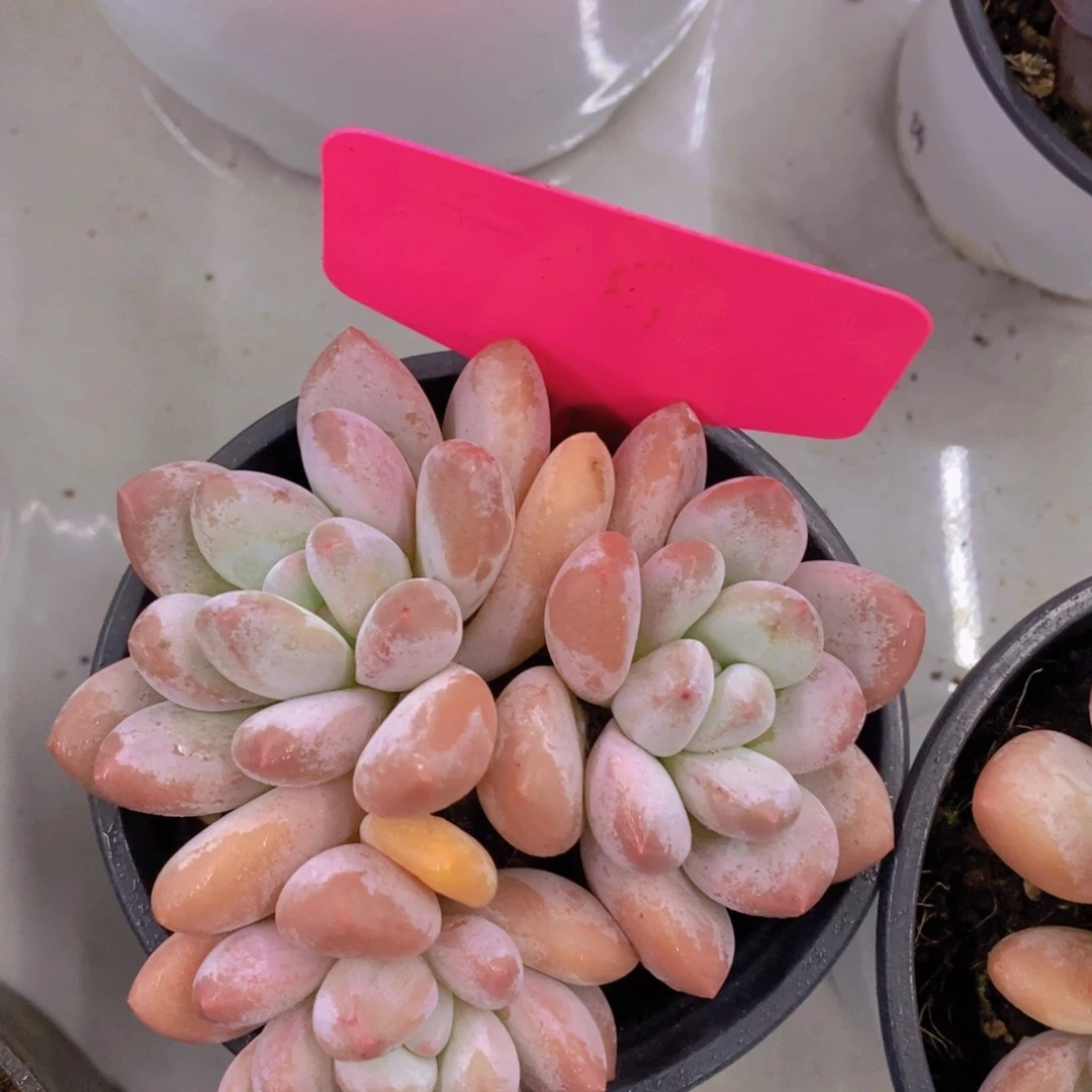 多肉植物，开心多肉