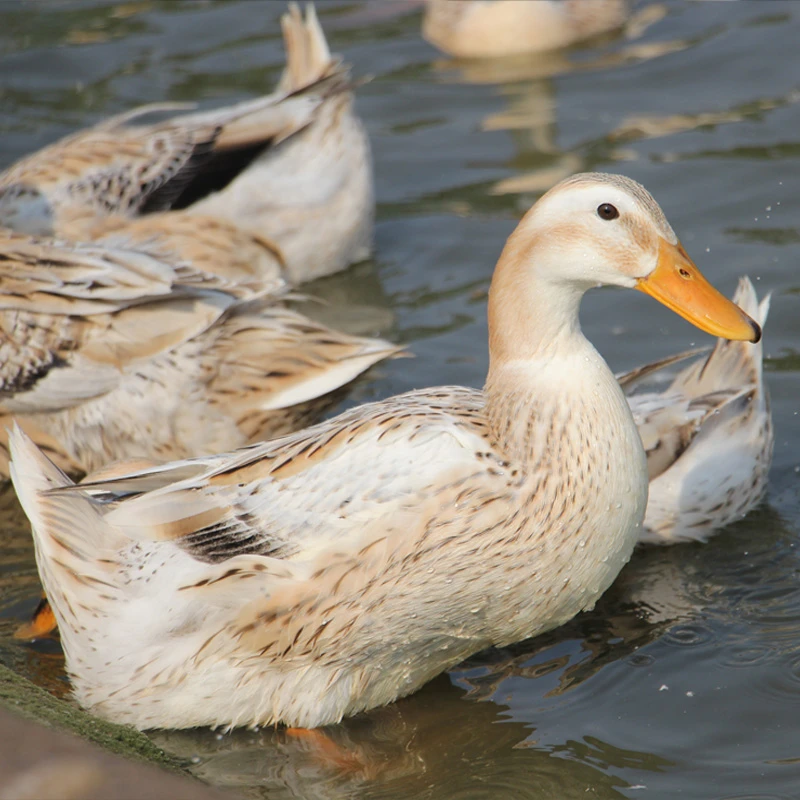 湖区散养两年老麻鸭地道湖区原产地直发1kg/只包邮