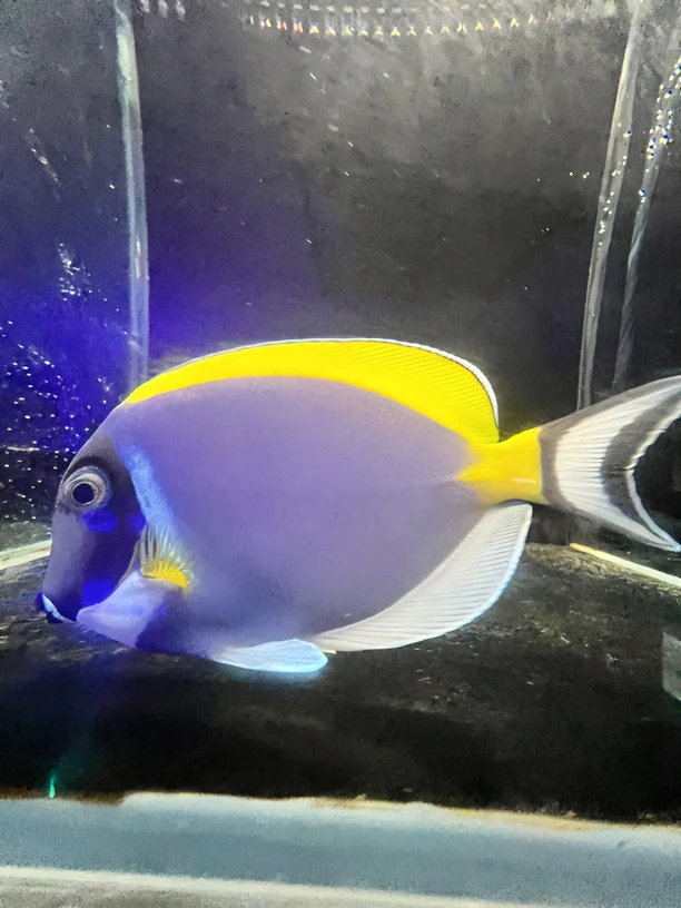 海水观赏鱼粉蓝吊