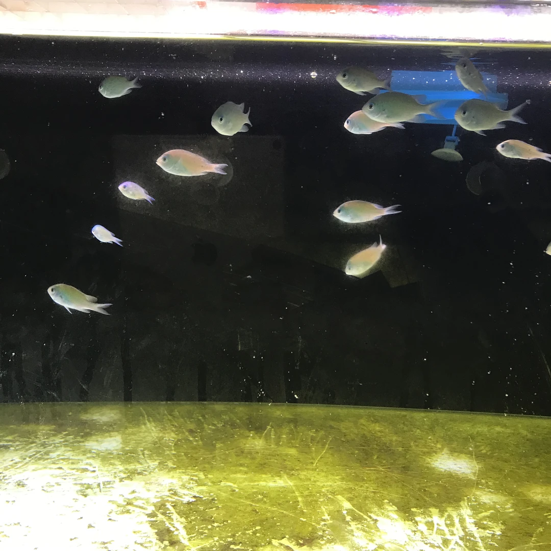 【青魔】青魔 海水观赏鱼