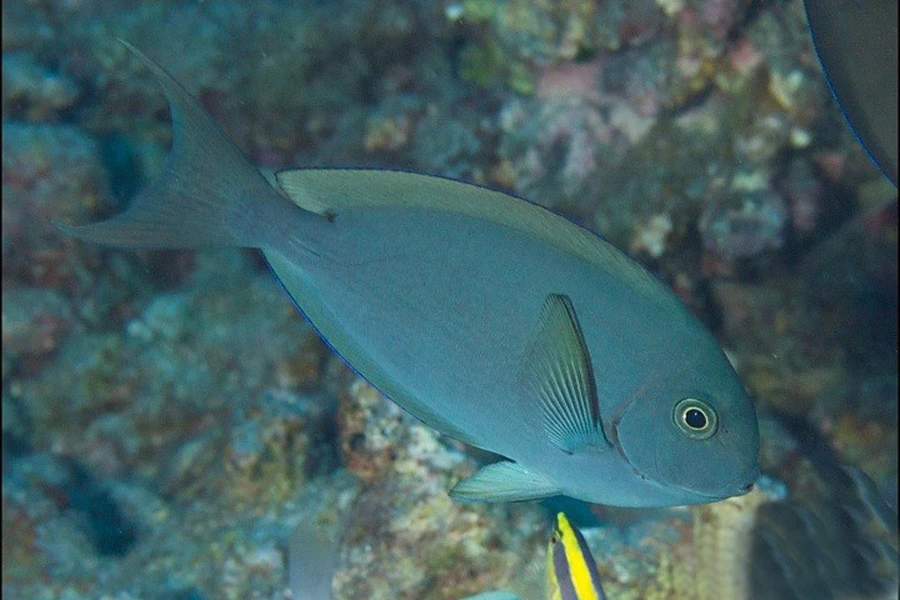 海水观赏鱼汤臣吊