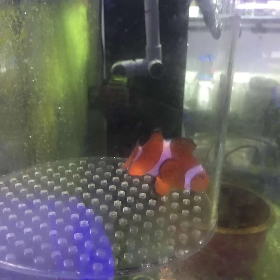 【峰专属】宿务公子7+ 180 海水观赏鱼