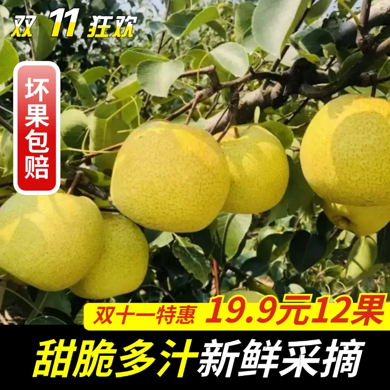 山西正宗酥梨应季水果（中果）