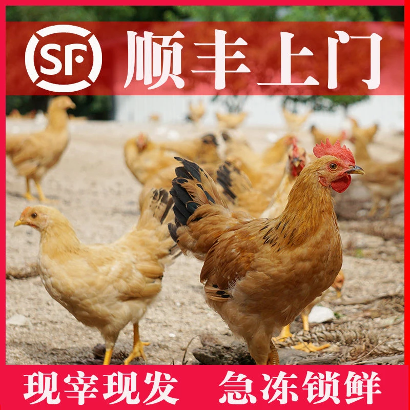 牧衣3只【净膛1.2-1.5斤】农家散养童子鸡小公鸡竹林散养顺丰上门