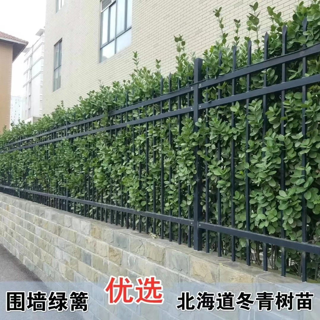 庭院围墙绿篱笆四季常绿植物北海道黄杨冬青苗直立冬青球常青耐寒
