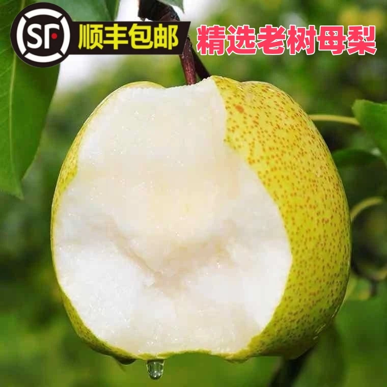 【顺丰包邮】新鲜砀山酥梨子水果新鲜砀山梨苹梨甘甜当季水果