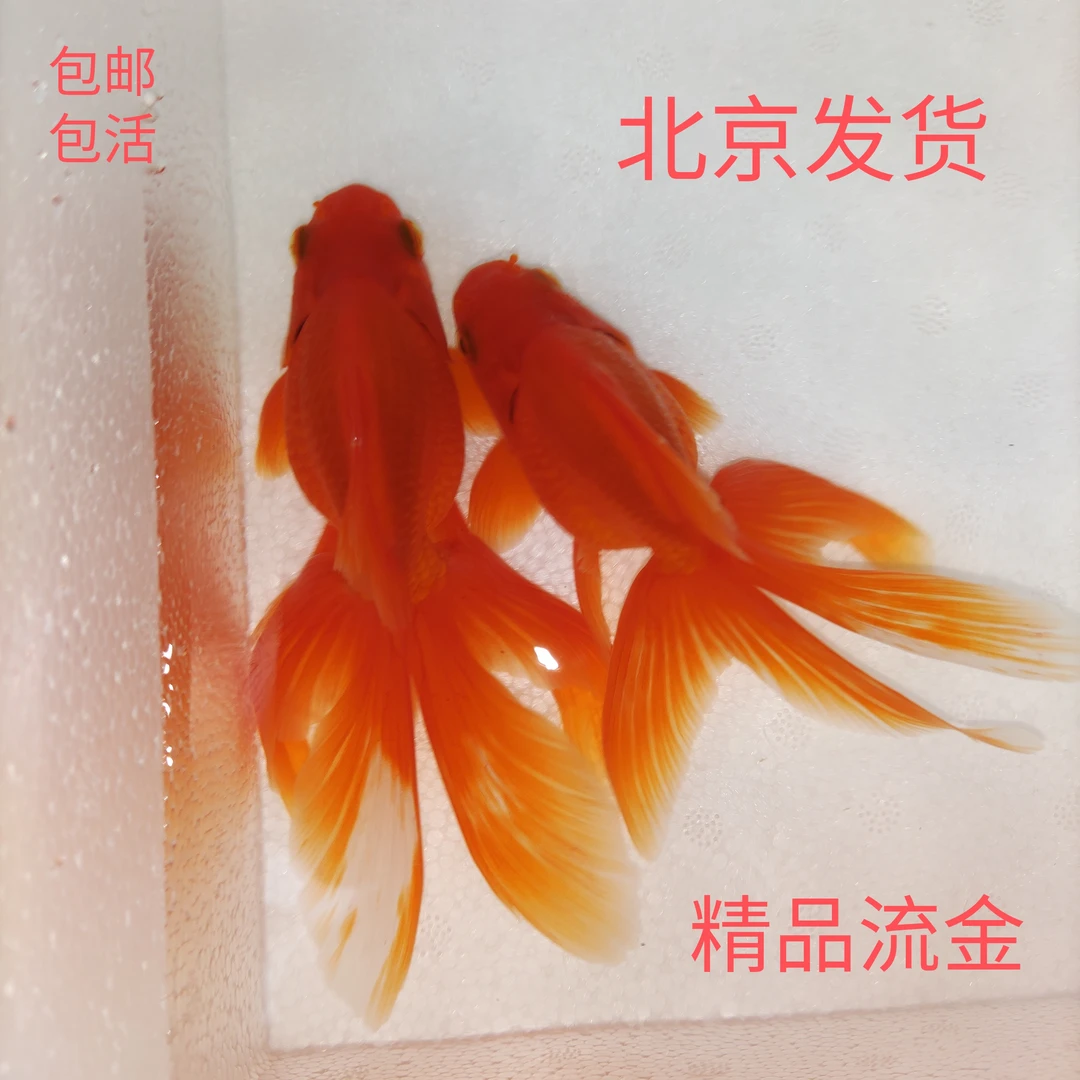 观赏鱼 金鱼 精品流金 冷水淡水鱼 好养耐活招财鱼