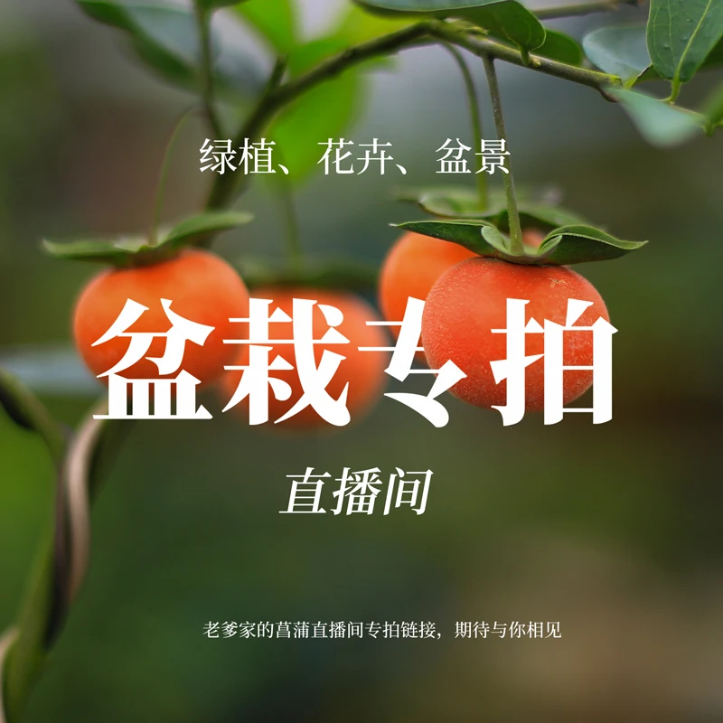 直播间一物一拍(白蜡雀梅榕树罗汉松内门竹等)造型盆景