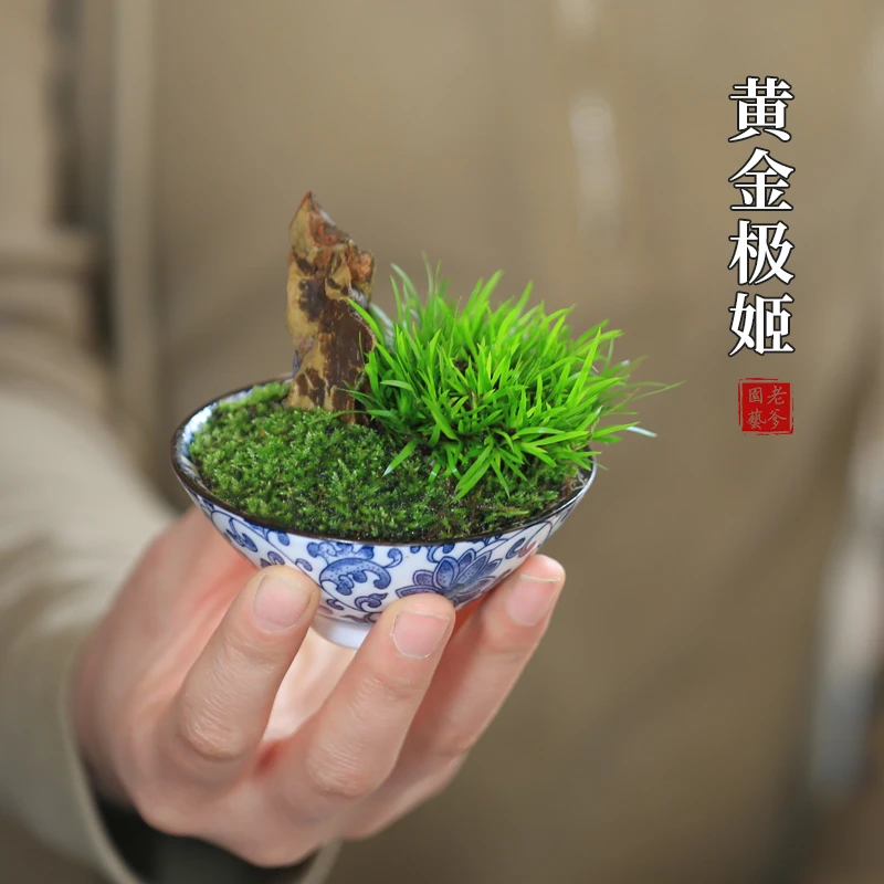 黄金极姬菖蒲微型盆景茶室迷你盆栽办公桌造型好养绿植菖蒲草四季