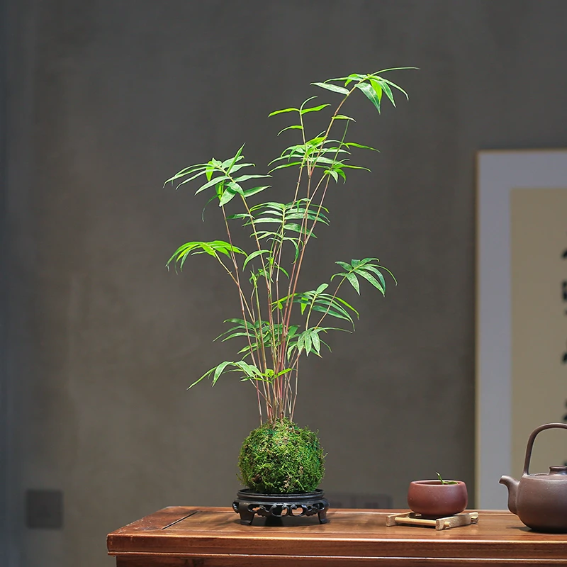 红竹红观音竹苔藓球水培带根室内植物竹子苗盆栽桌面盆景客厅绿植
