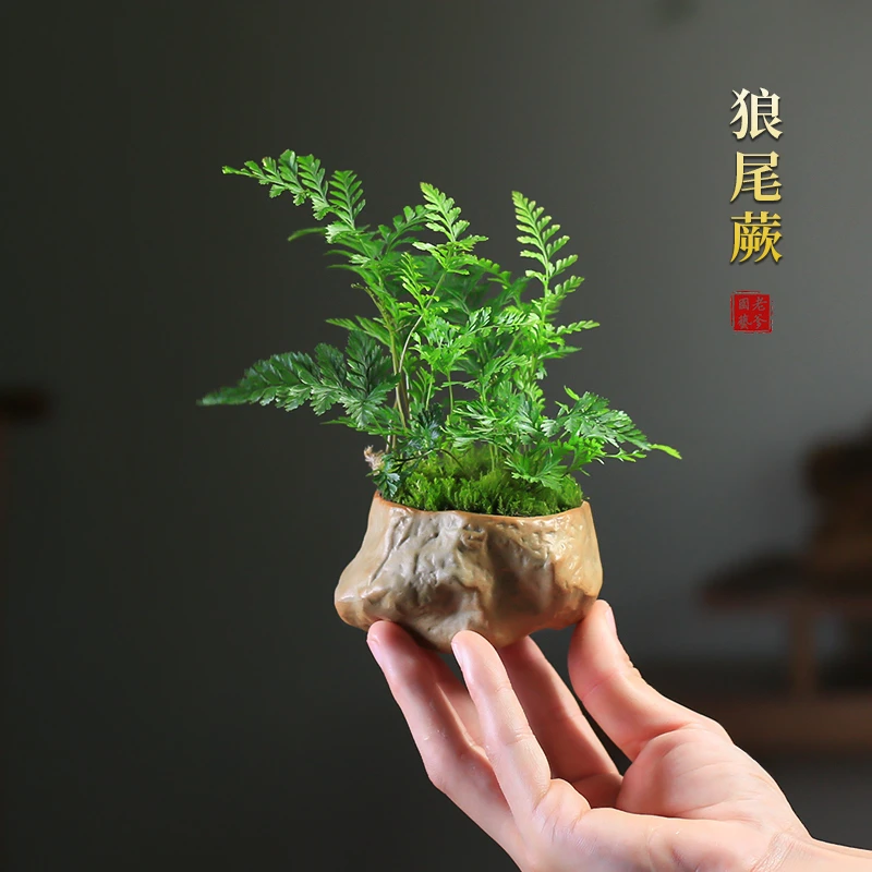 狼尾蕨微景观绿植四季常青室内净化空气植物桌面蕨类绿植小盆景