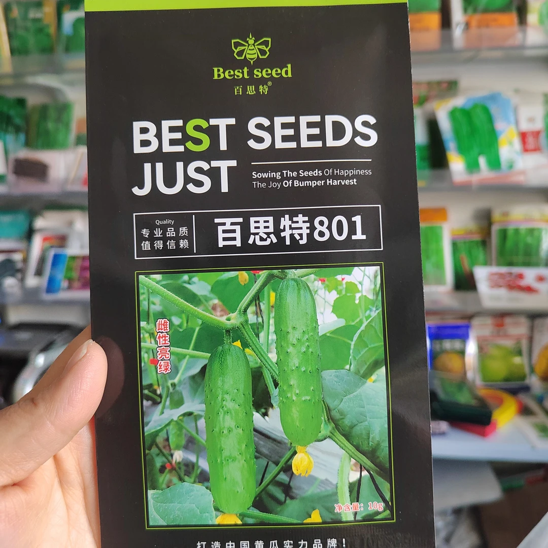 【百思特801】上次黄瓜种子籽 耐热抗病高产绿瓤黄瓜种大田用种孑