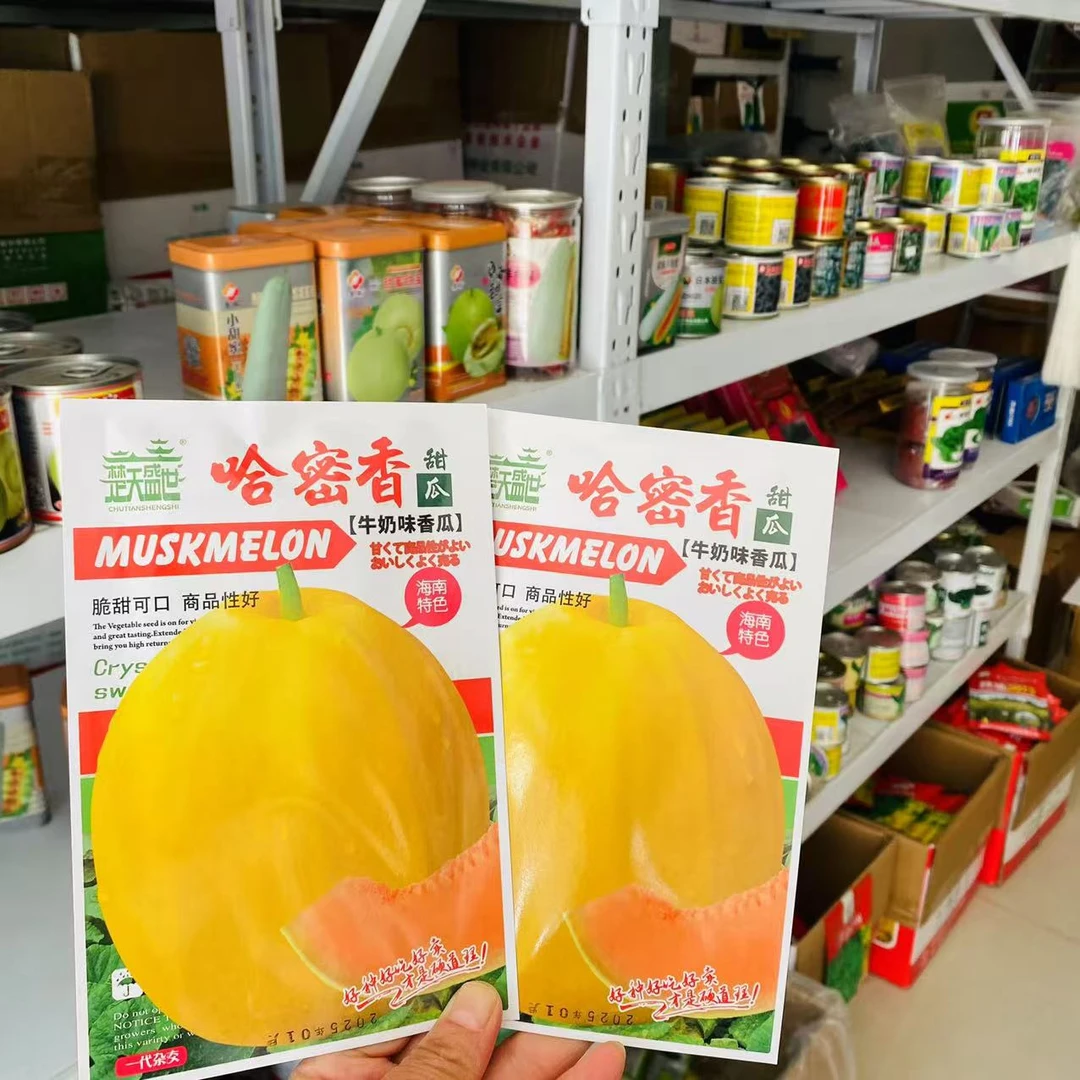 超好吃哈密香甜瓜种子冰糖香甜脆嫩多汁挂果农家菜园大田可用种子