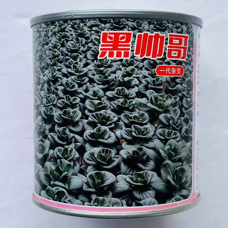 矮脚苏州青种子一代杂交耐寒秋播黑叶青菜种籽盆栽基地蔬菜种孑