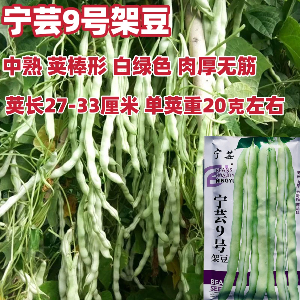 宁芸架豆种子蔓生四季豆角种籽肉厚无筋商品性好农家大田用种