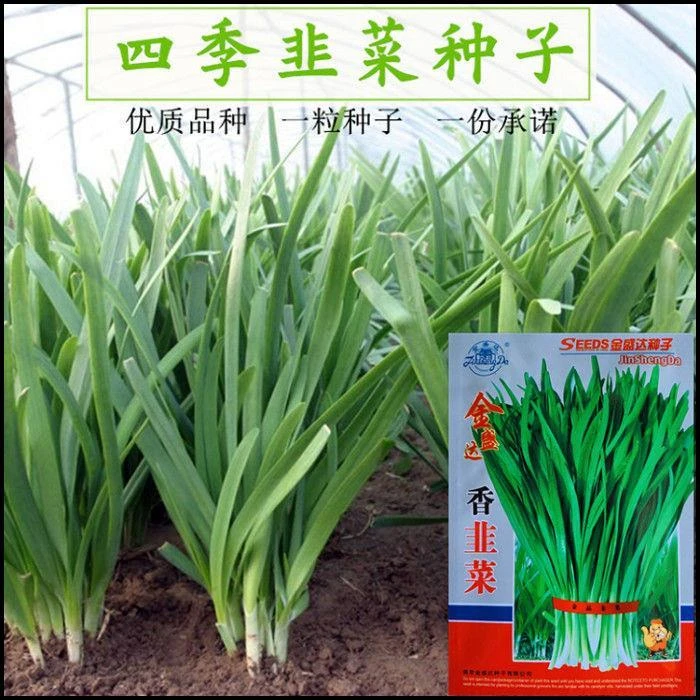 香韭菜种子四季宽叶细叶高产春秋紫根耐寒耐热阳台易种蔬菜种子