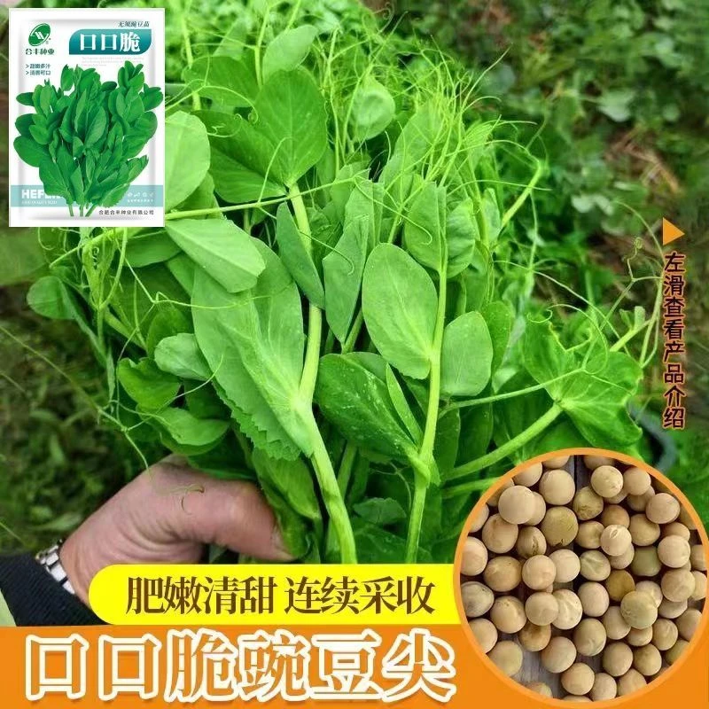 无须新鲜水培种子秋冬季蔬菜种子可食用豌豆种籽芽苗菜豌豆苗阳台