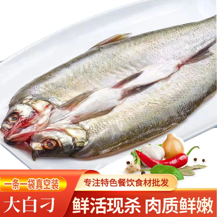 荷辉刁子鱼湖北特产荆州新鲜翘嘴巴大白刁细嫩餐饮商用特色美味