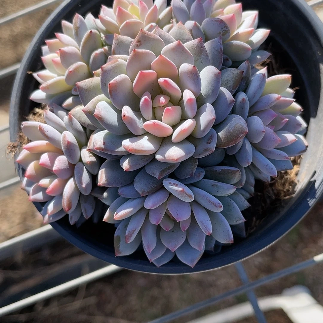 ?***何何554664494994949595555