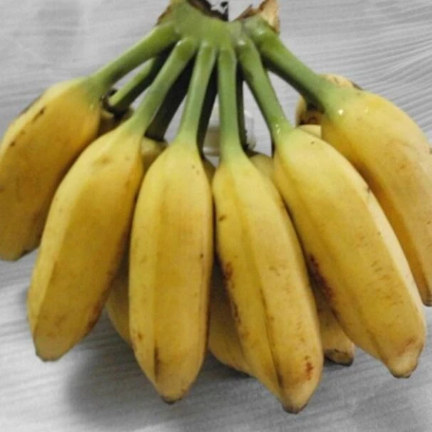 大芭蕉香蕉广西酸甜芭蕉牛蕉大香蕉牛角蕉
