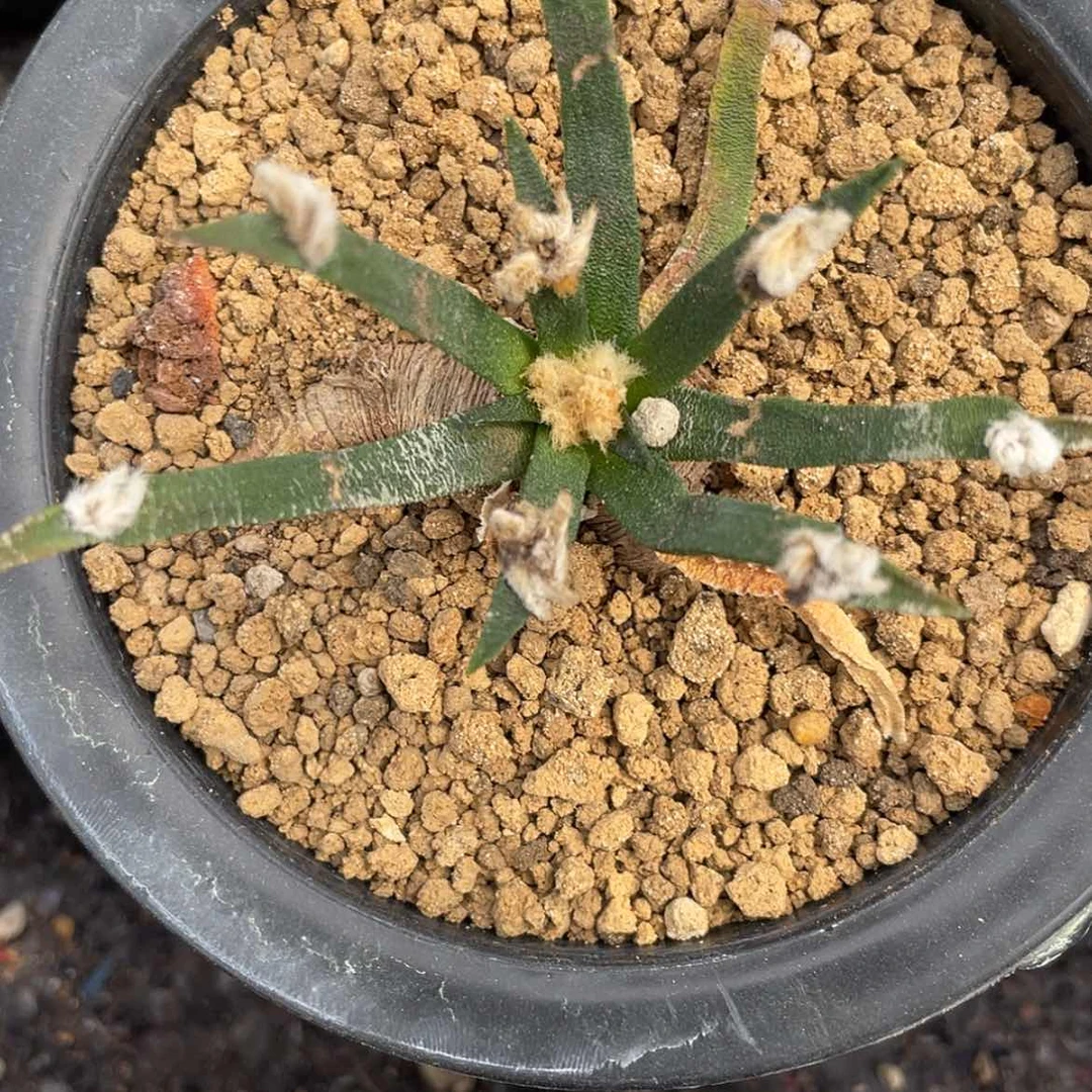 【闪购商品】实生龙舌兰