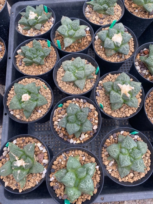 实生龟甲多肉盆栽，哥斯拉，拍下备注龟哥多肉牡丹花红色妙脆角