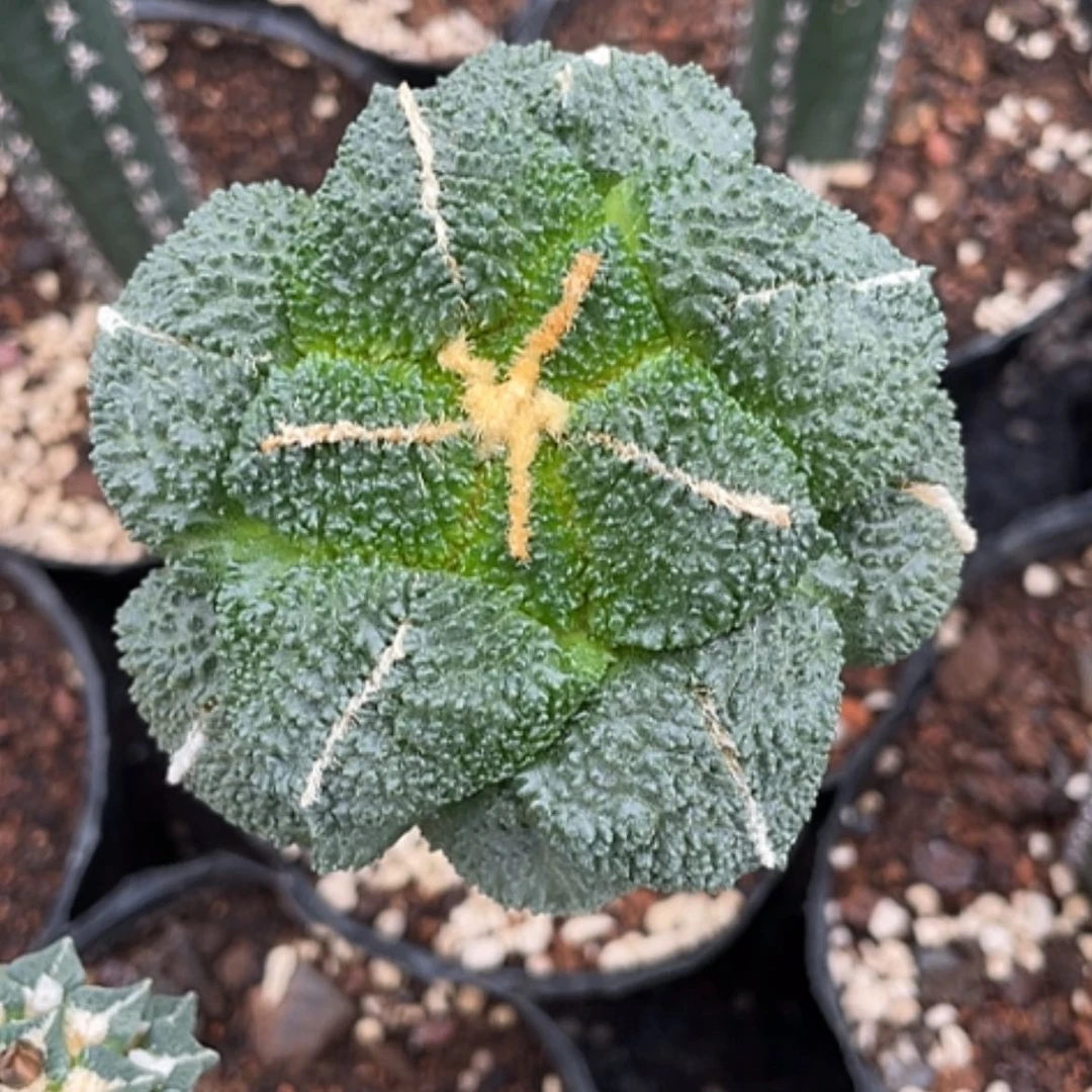 【闪购商品】中筋哥斯拉，8.2