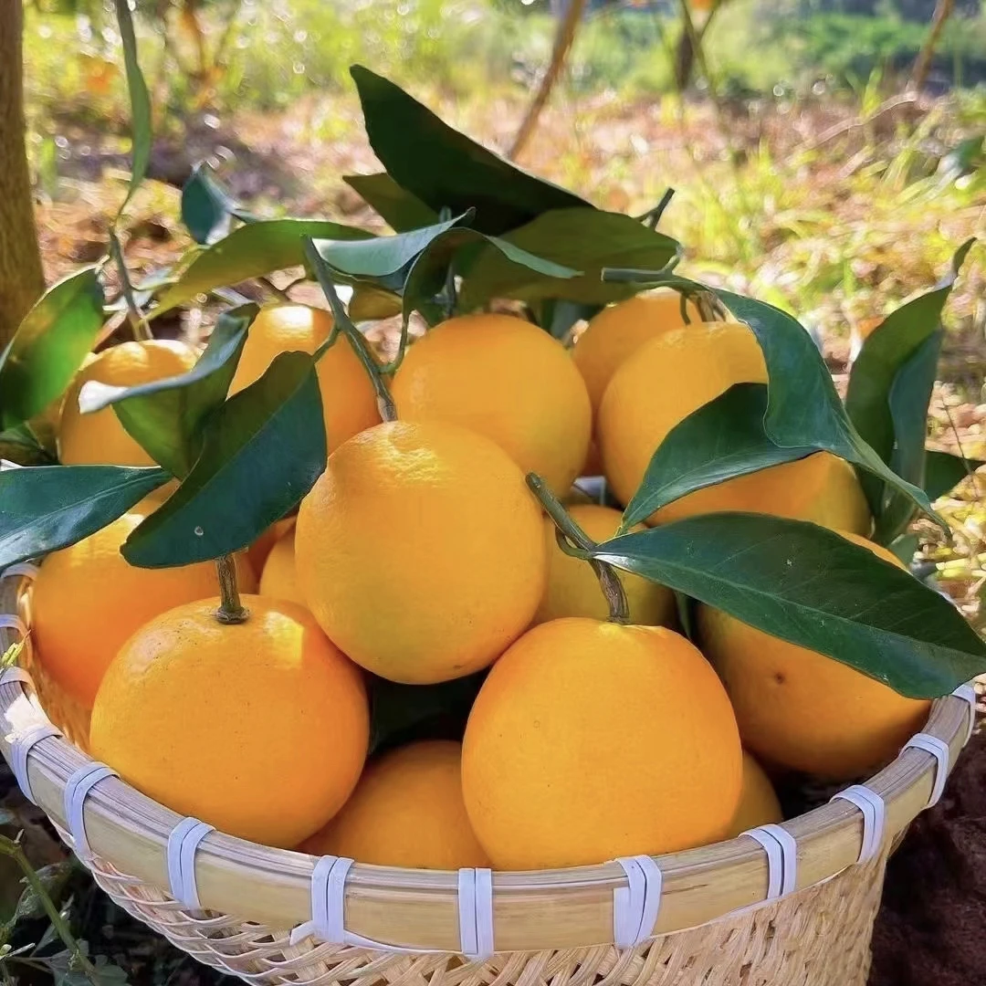 田野果品—赣南蜂蜜橙 约500克