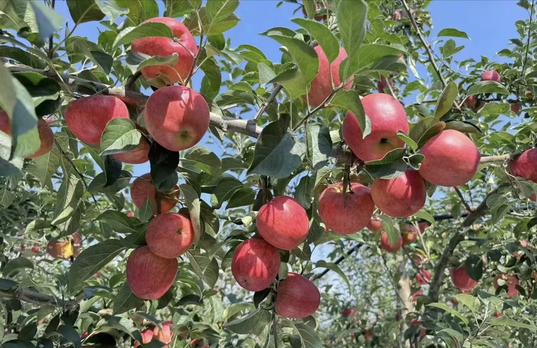 田野果品——丑苹果 约1000克