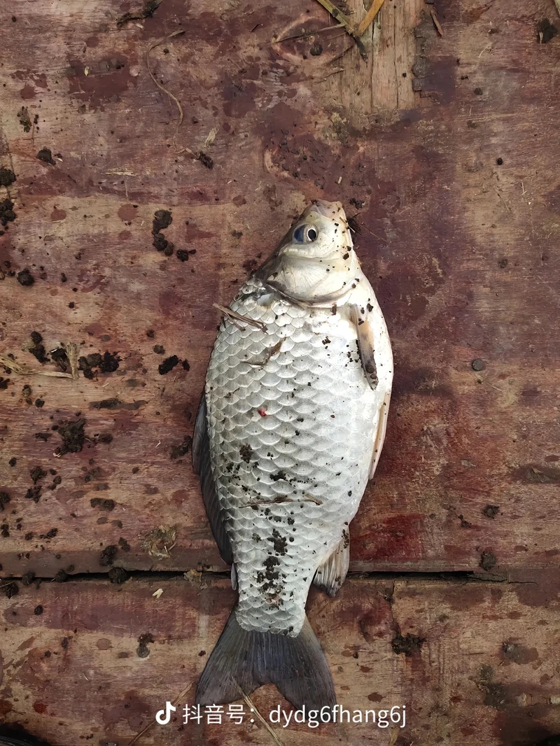 水族活体鱼鱼鱼鱼鱼鱼鱼鱼鱼鱼鱼鱼鱼