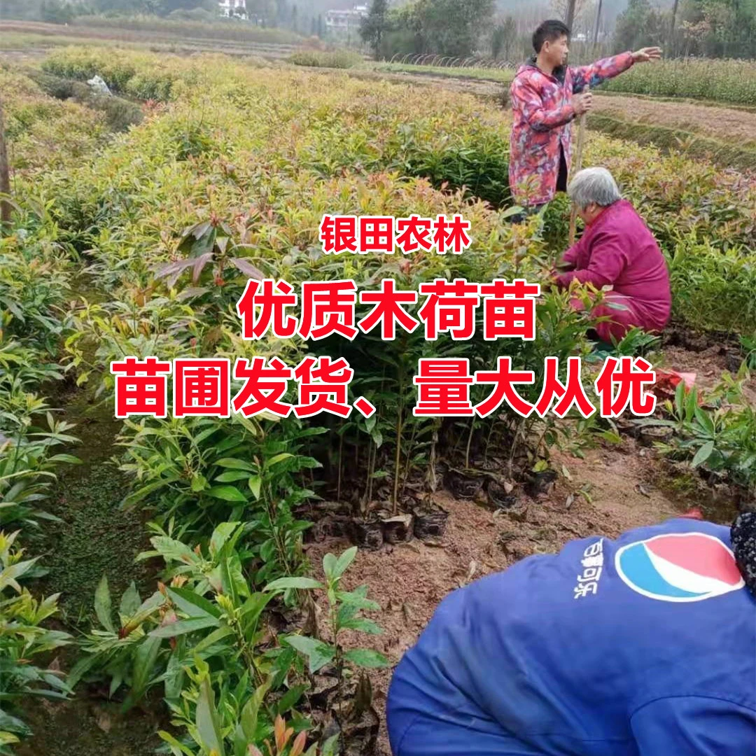 木荷树苗木荷苗防火树种荷木树苗造林树苗木荷杯苗河树苗园林绿化