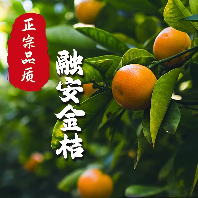 2024广西融安脆皮金桔鲜果金桔现摘新鲜水果多汁金桔孕妇整箱包邮