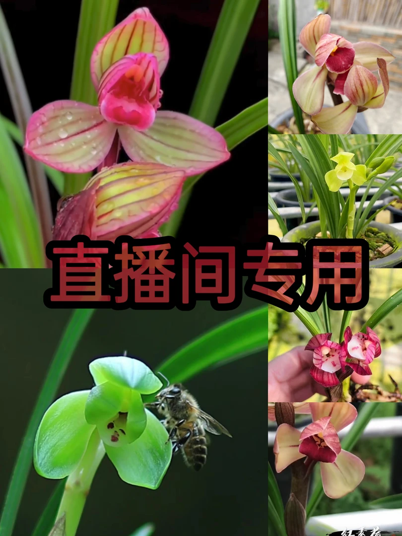 直播间专用火焰兰花链接酒瓶兰绿植