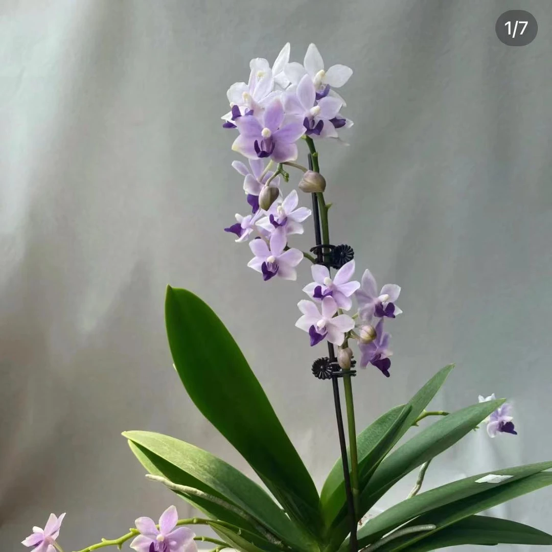 植趣花卉【小茴紫】原生苗3.0加高杯夏花