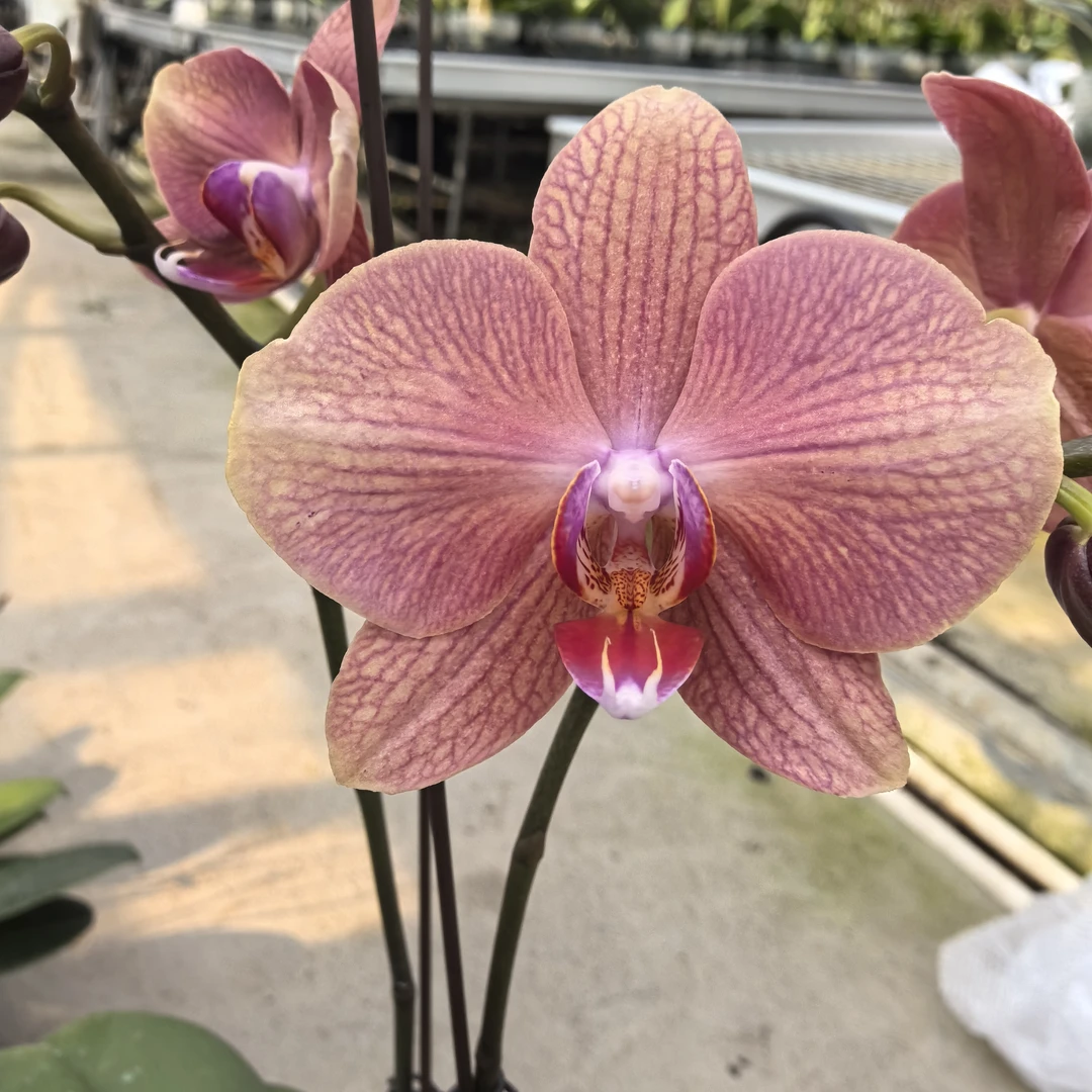 植趣蝴蝶兰【三文鱼】3.5加高双剑开花株