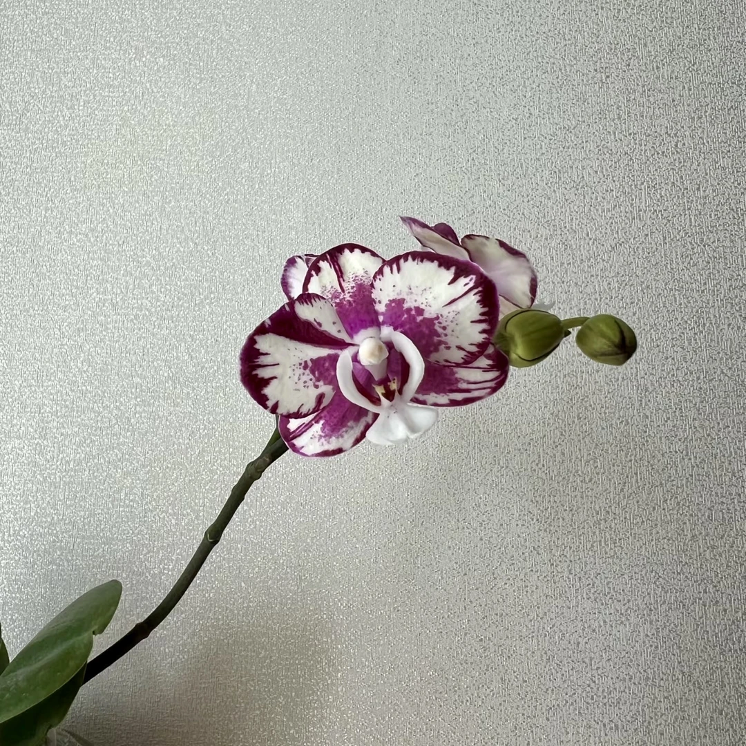 植趣【1442闪耀】台湾原生种3.5杯花苞株带铭牌易返祖