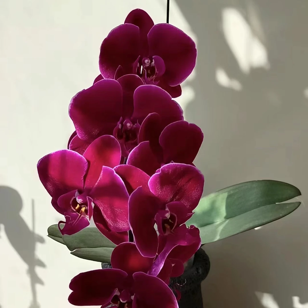 植趣【牛记黑脸】蝴蝶兰花苞株3.5大杯叶片开裂花朵不售后