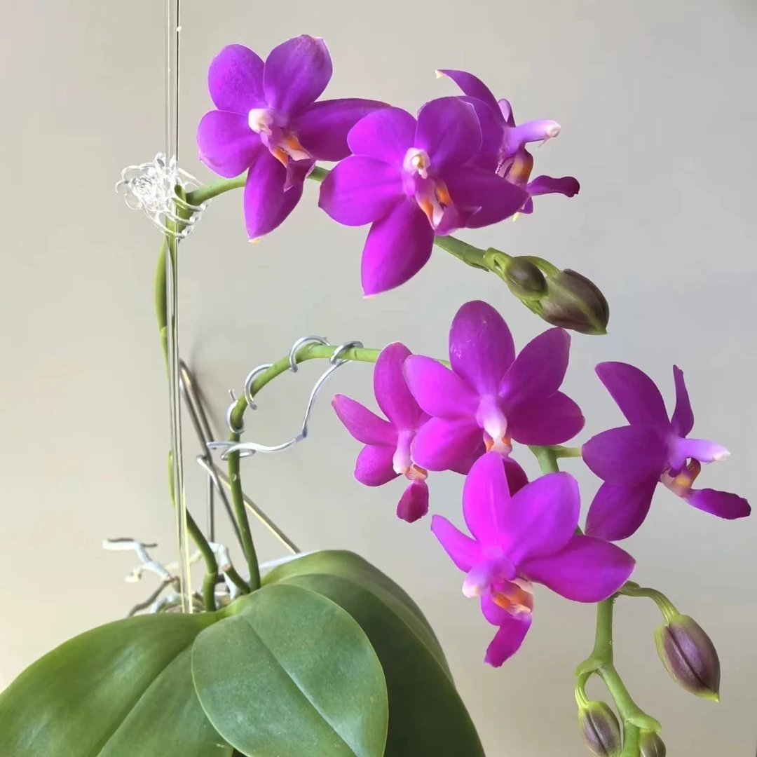 植趣花卉【红马丁】浓香原生种蝴蝶兰