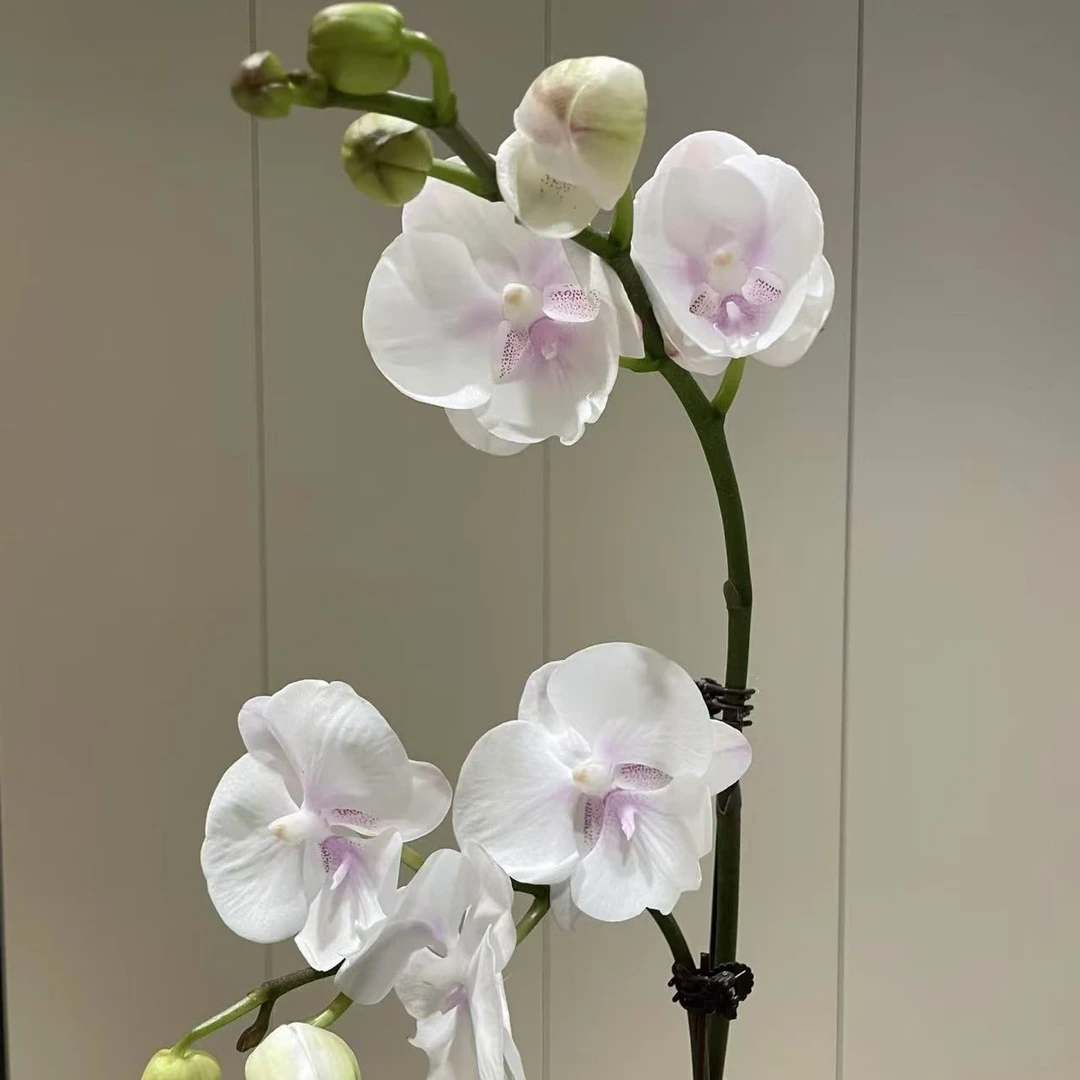 植趣花卉【和鸣白牡丹】蝴蝶兰开花株3.0