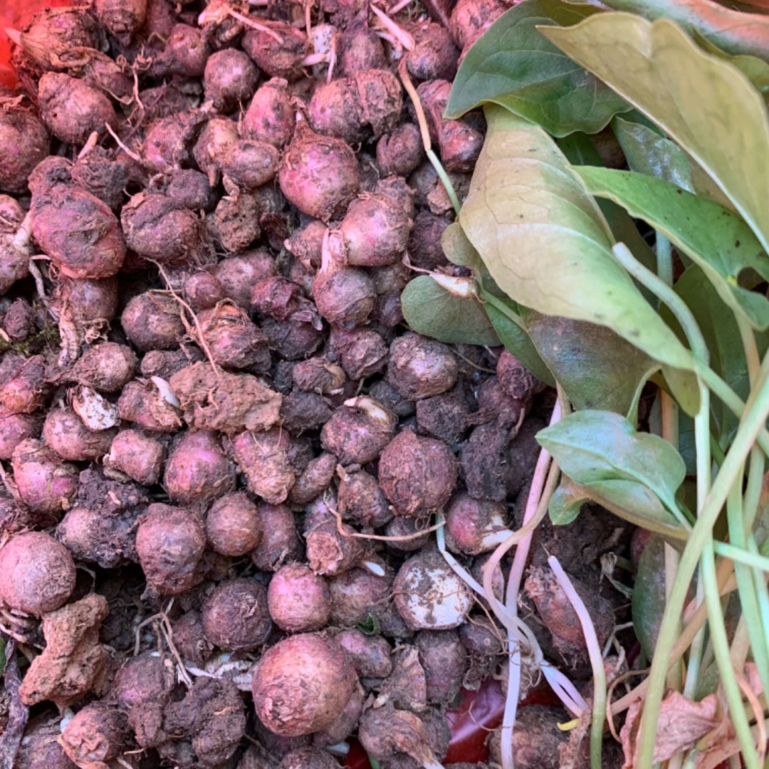 （非人工种植）广西新鲜半夏麻芋果三步跳现摘现发大小送达