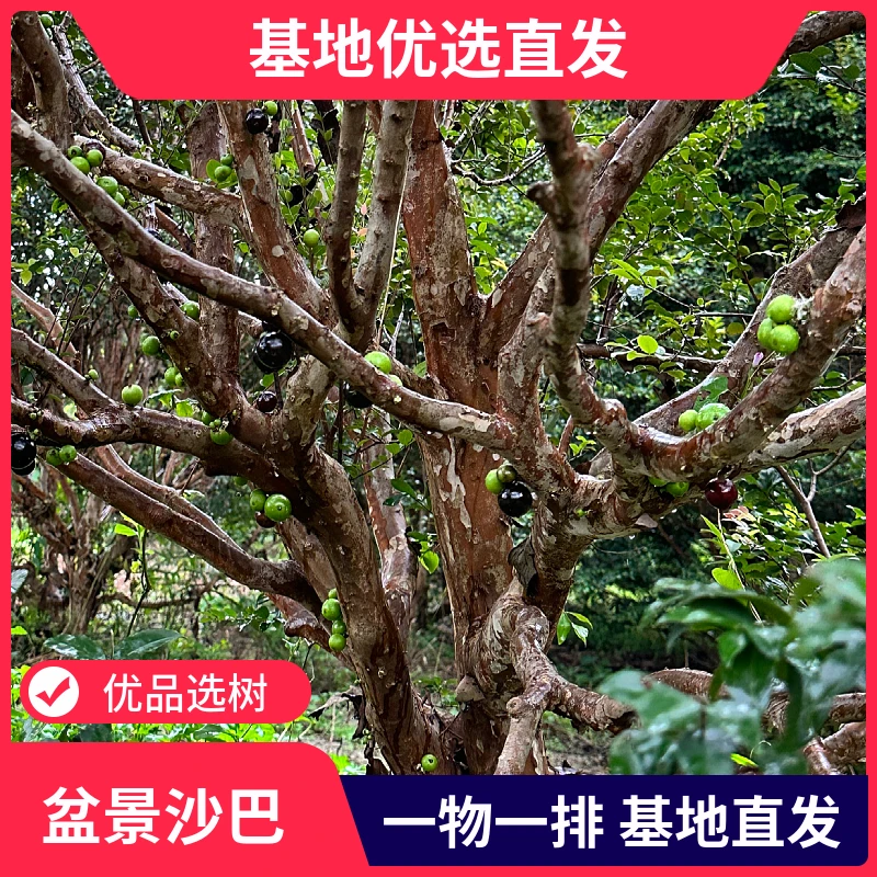 【一物一拍】造型沙巴盆景树，庭院盆景观赏树，单杆造型树，基地直发