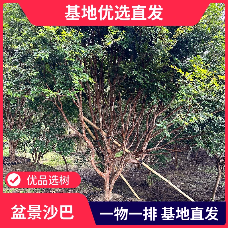 【一物一拍】造型沙巴盆景树，庭院盆景观赏树，单杆造型树，基地直发