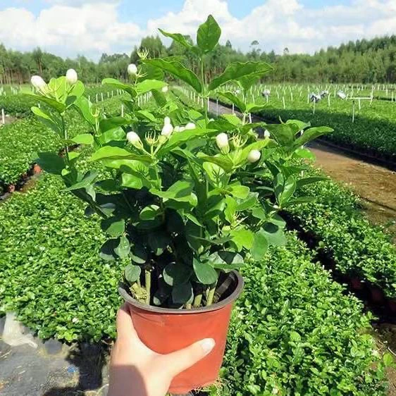 重瓣茉莉花盆栽带花苞浓香型室内绿植花卉驱蚊虫四季开花好养包活