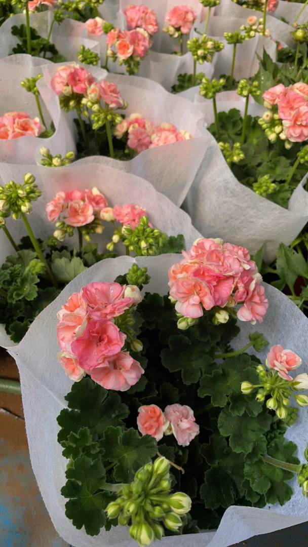 天竺葵洋绣球瑞典玫瑰小姐盆栽带花苞重瓣粉室内外好养活天竺葵