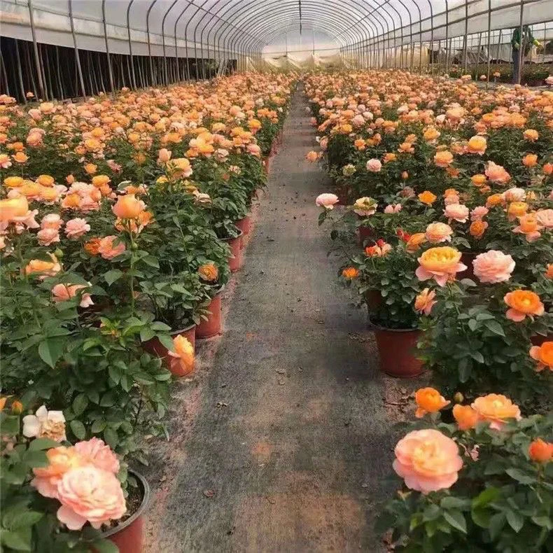 果汁阳台月季带花盆栽庭院玫瑰大花月季浓香欧月阳台植物四季开花